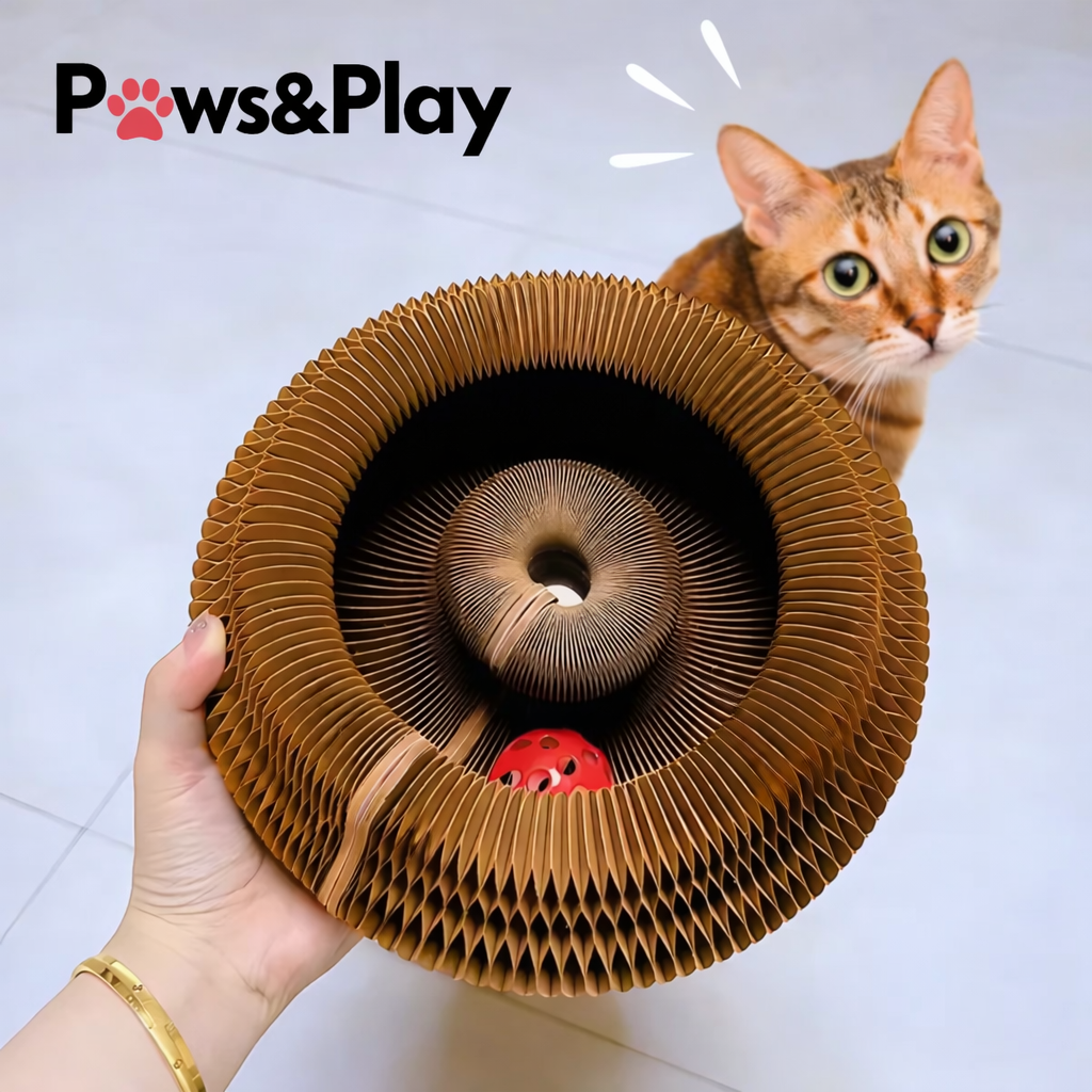 Paws & Play
