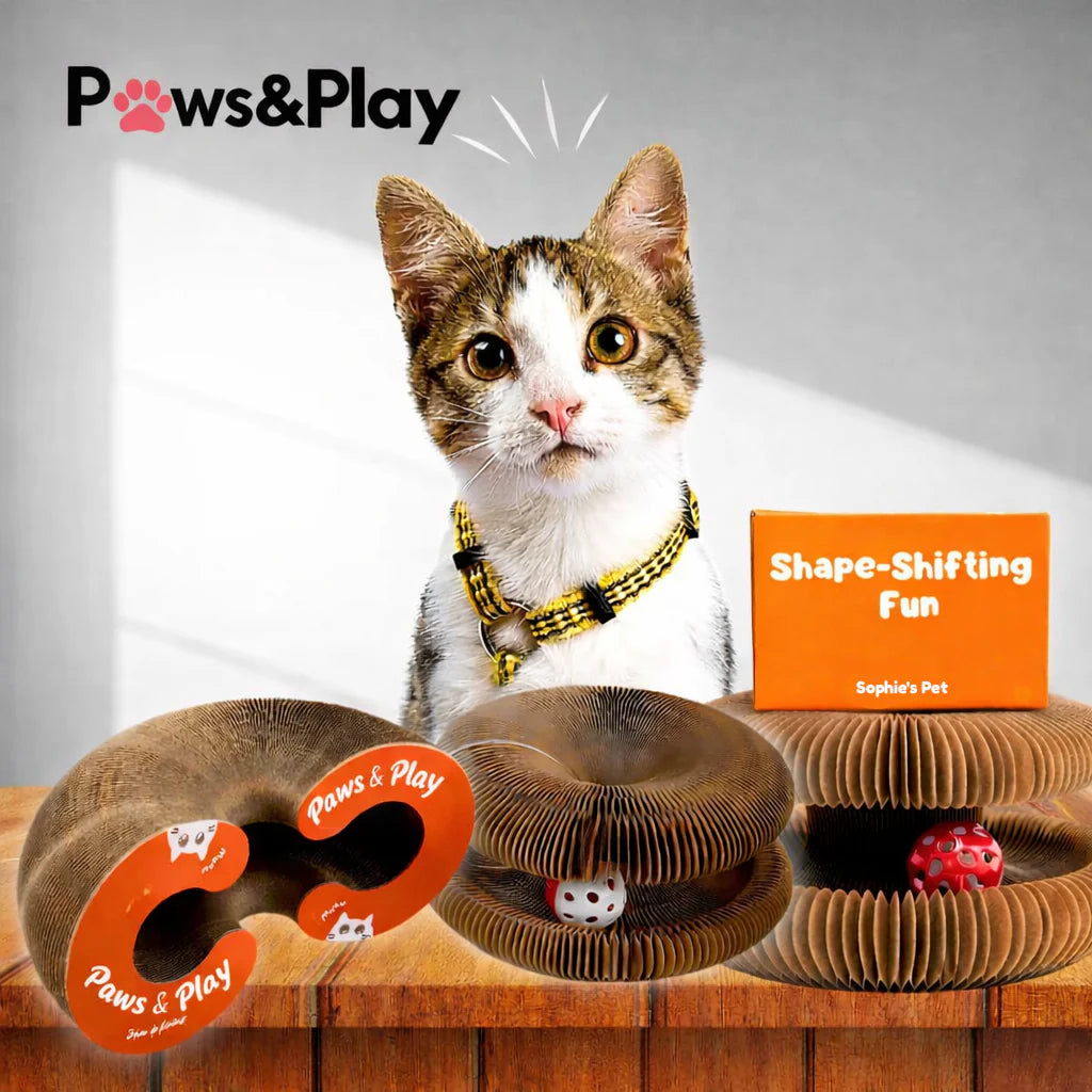 Paws & Play